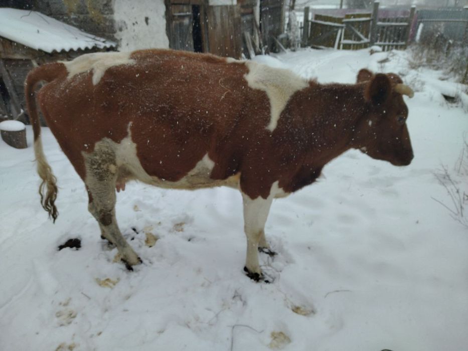 Продам рябу корову