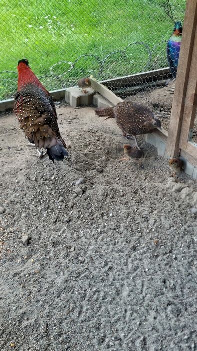 Bazant tragopan samiec