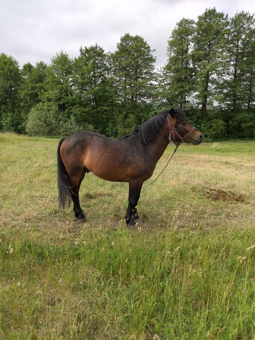 Sprzedam ogierka koń ogier
