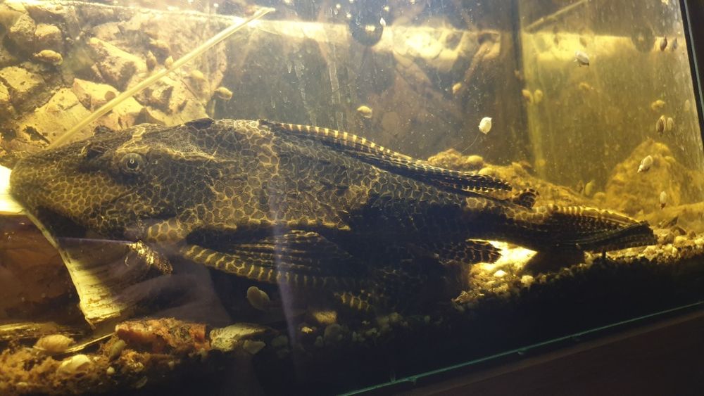 Ryba, zbrojnik Lamparci, gibiceps