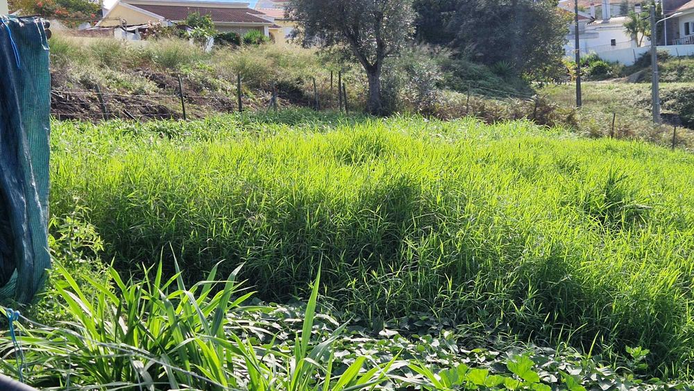Pastagem muda para plantar