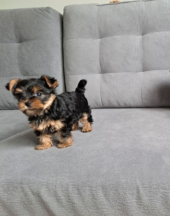 York  Yorkshire terrier  piesek  mały