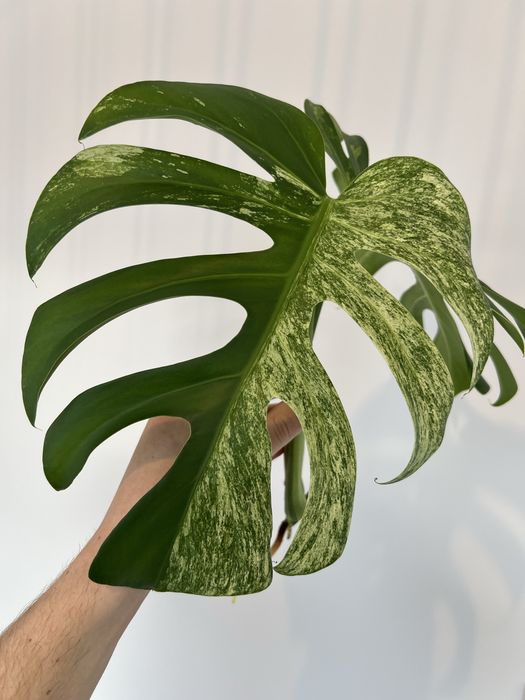 Monstera Jungle Mint (szczyt)