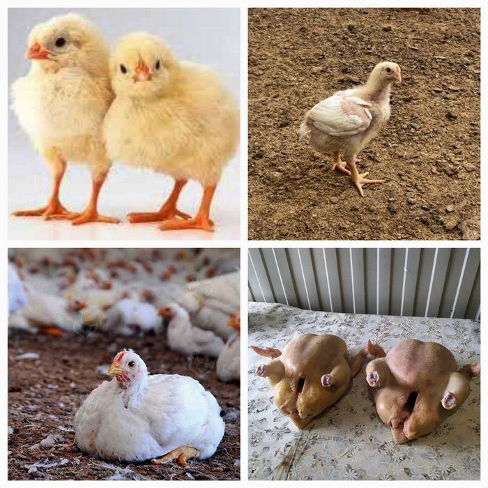 Бройлер (добові, підрощі,жива вага,тушка)