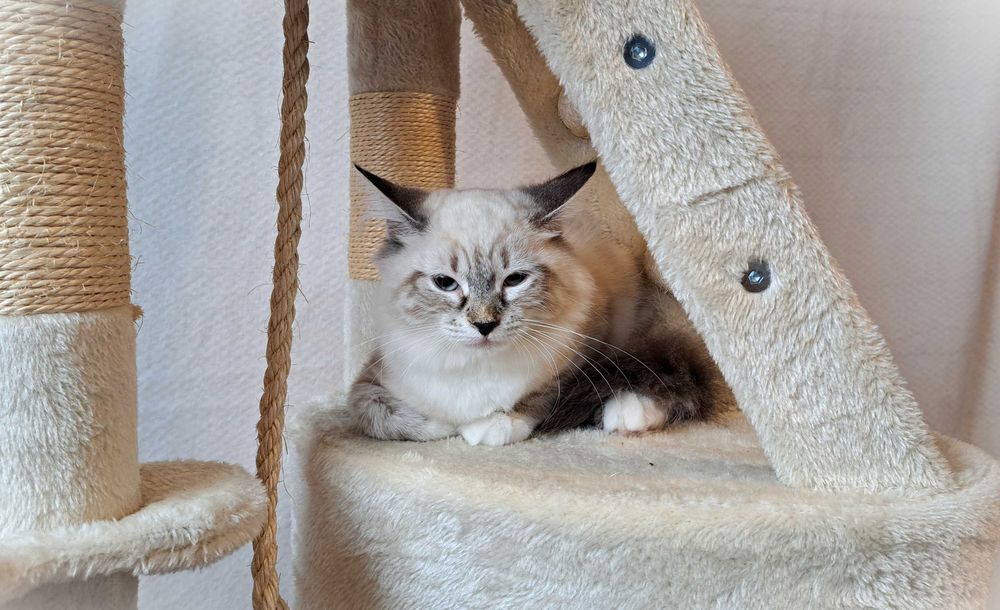 Kotka Neva Masquerade – żółta obróżka miot Mimi, Siła Syberii