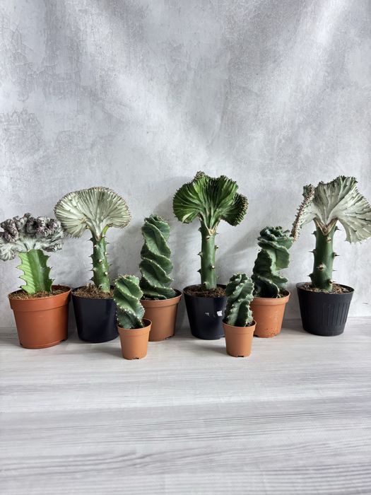 Астрофітум  cactus variegata cereus Astrophytum asterias