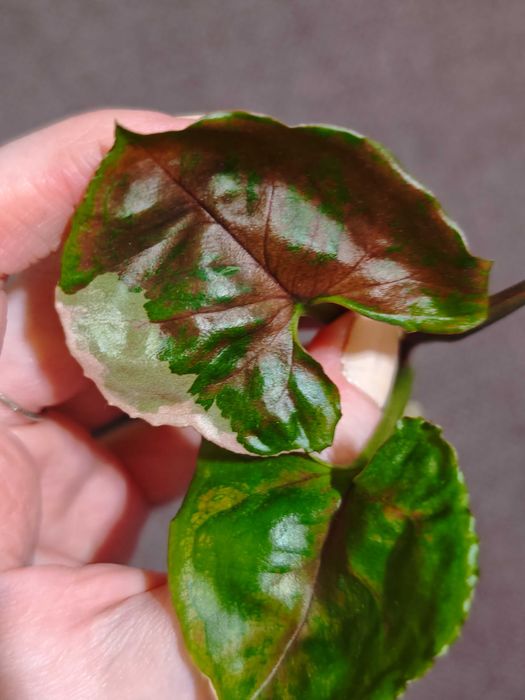 Syngonium Strawberry Ice - sadzonka szczytowa