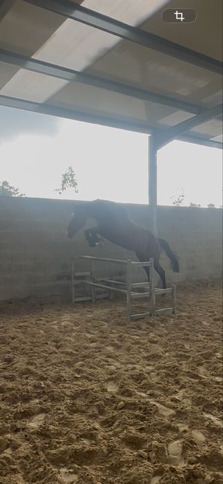 Cavalo garanhão á venda