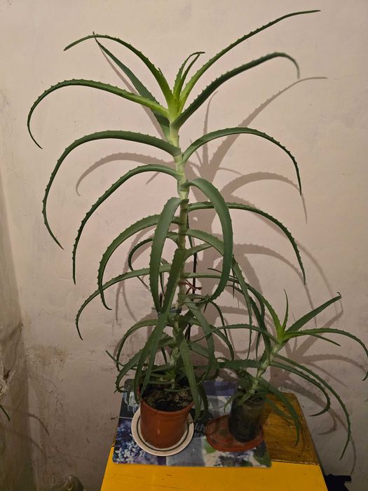 Алое домашній різний