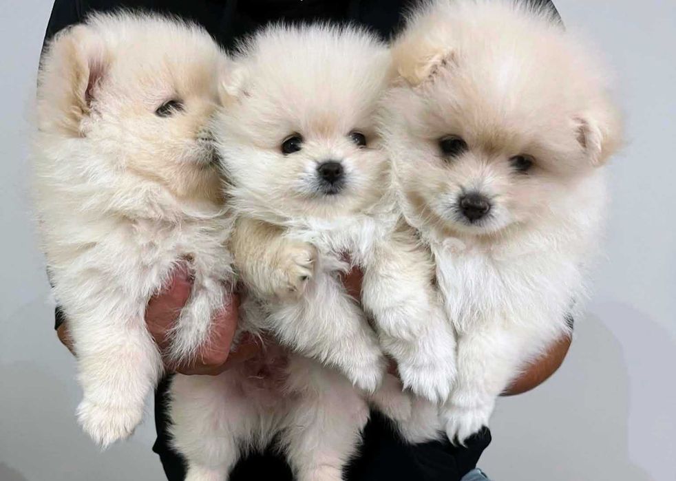 Śliczny Szpic Miniaturowy Pomeranian