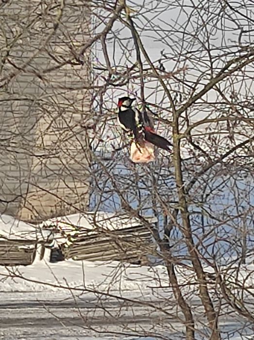 Rozbiórki altan ROD, Wywóz, Czyszczenie działek, Wycinka drzew