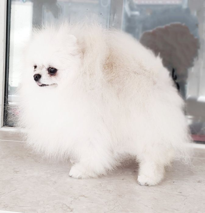 Мини померанец, документы. FCI