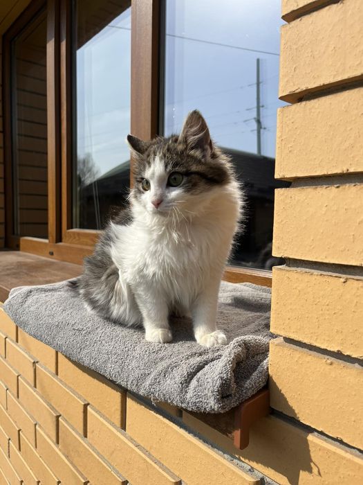 Віддам у добрі руки котика