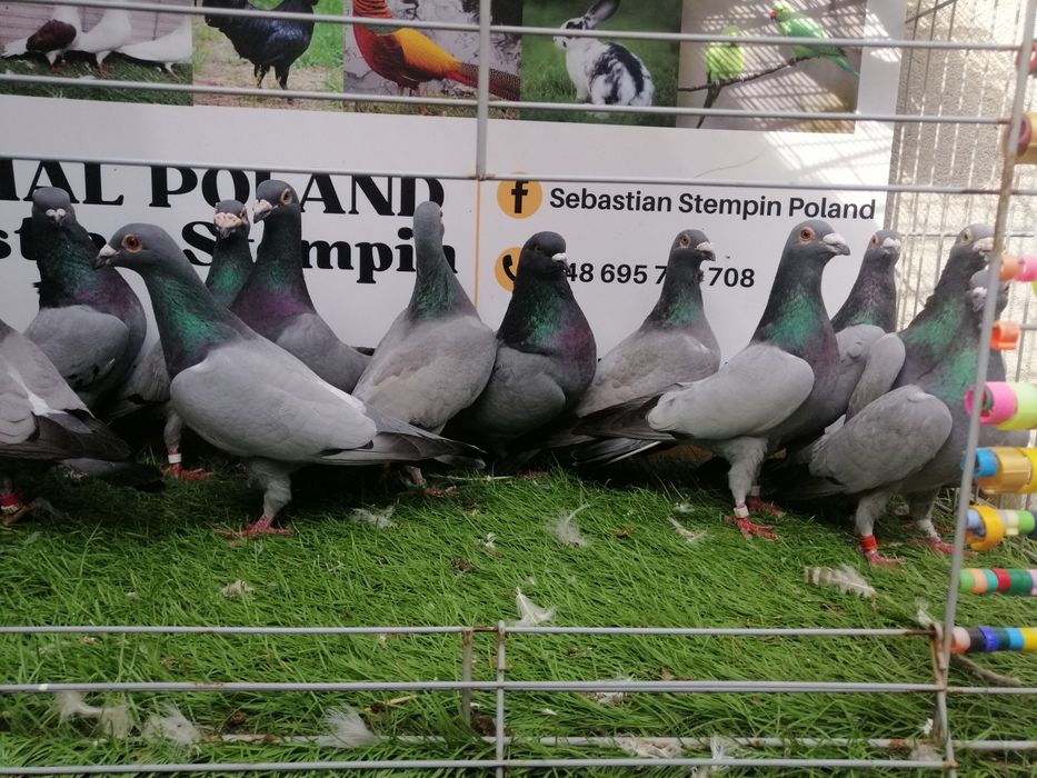 Gołębie pocztowe. Barles. Barlesy. Możliwy transport od 2 stycznia