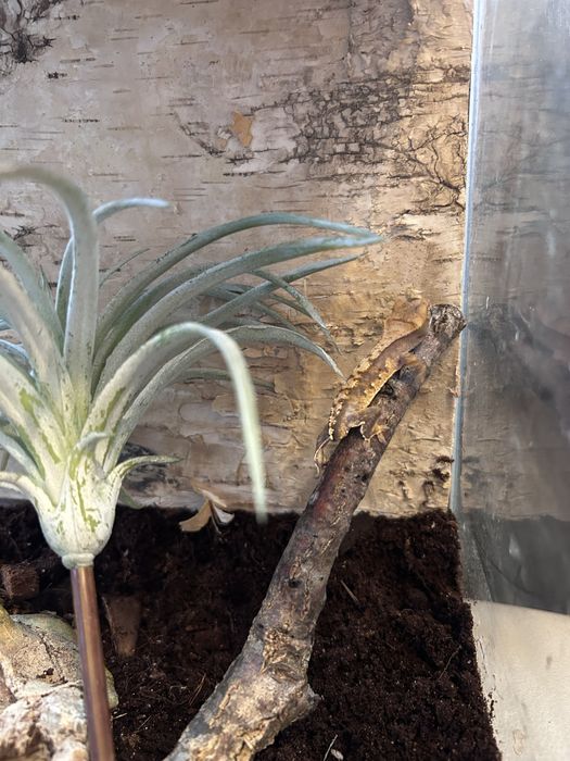 Mlody gekon orzęsiony + terrarium