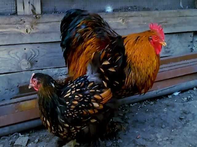 Інкубаційне яйцо,курчата,Кохінхін золото,мармур,смугастий.біле золото.