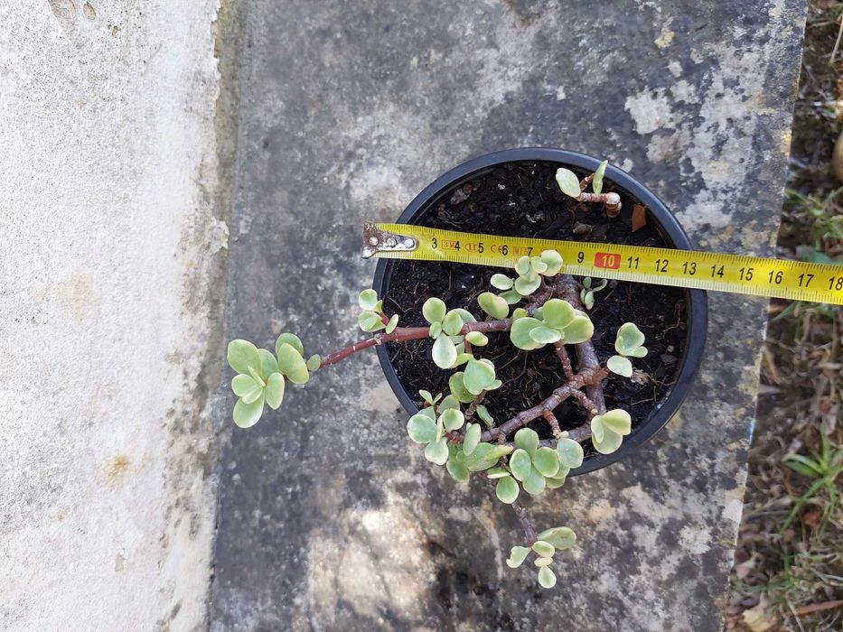 Portulacaria afra “Variegata”