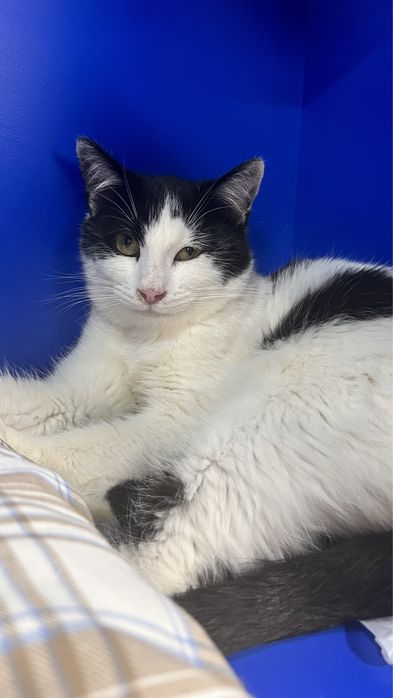 Мурзик ищет семью