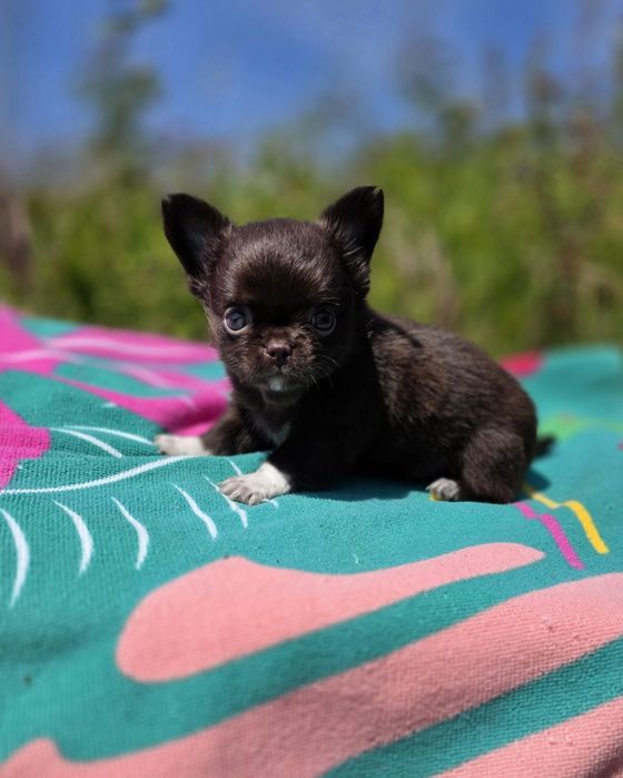 Fantástico!! Chihuahua Macho Chocolate Pêlo Comprido