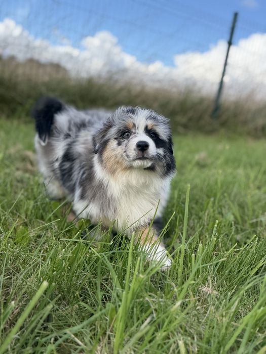 Miniaturowy Owczarek Amerykański- suczka gotowa na zmainę domu