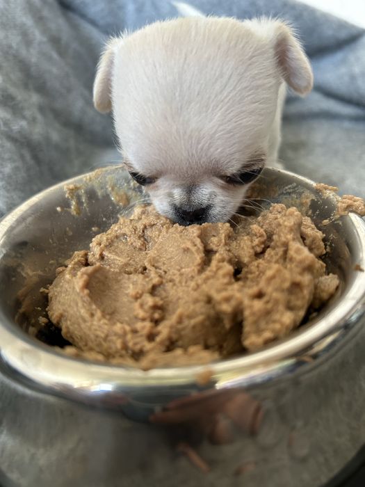 Чихуахуа міні 1,5 місяці КСУ