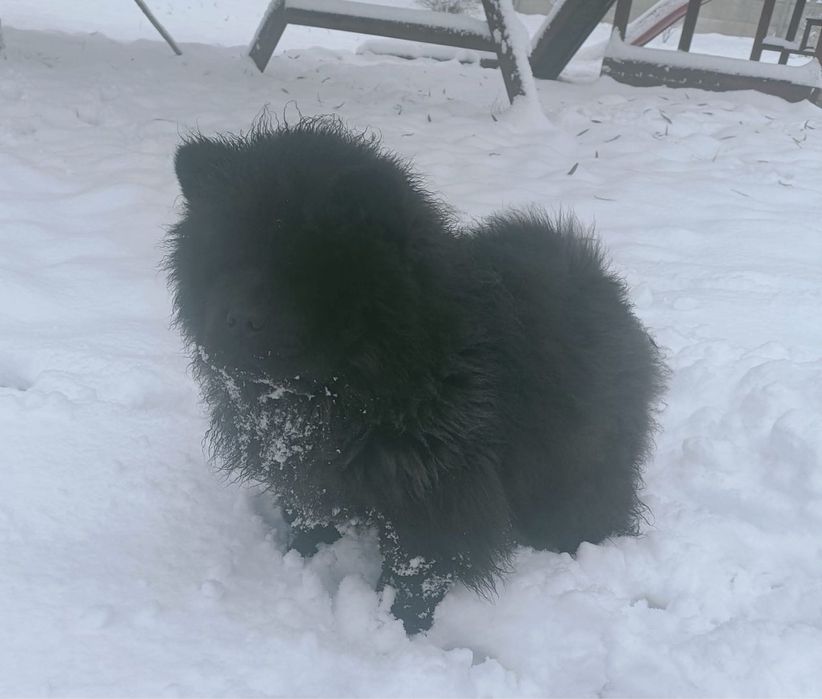 Suczka chow chow 2 miesiace