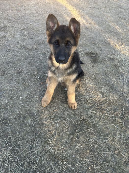 Szczeniaki Owczarek niemiecki ZkwP