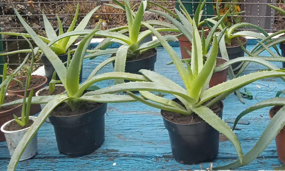 Продам алое личебное.