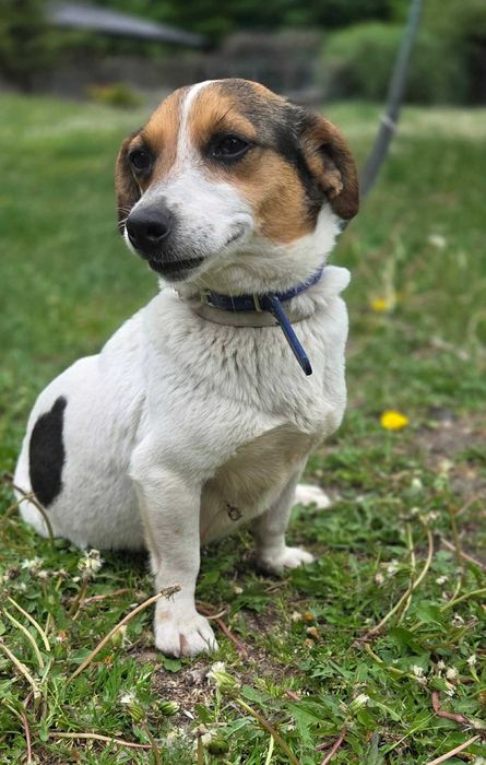 jack russell terrier szuka domu -schronisko Zgierz -aktualne