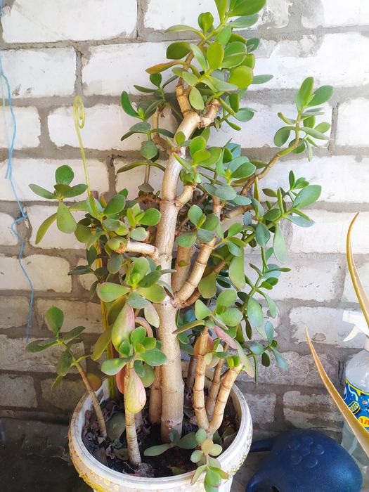 Продам денежное дерево