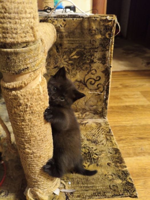 Кошенята, дві дівчинки