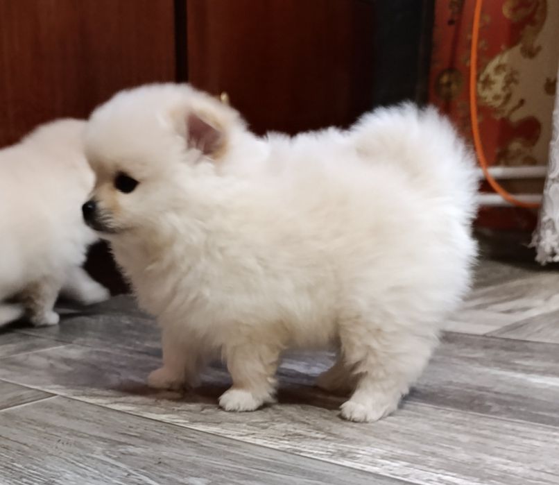 Цуценята померанський шпіц