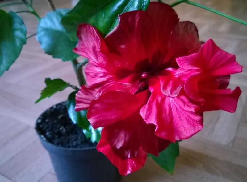 Róża chińska czerwona pełna hibiskus ketmia sadzonka