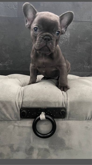 Міні хлопчик, блакитний французік. Доставка Украіна/Европа