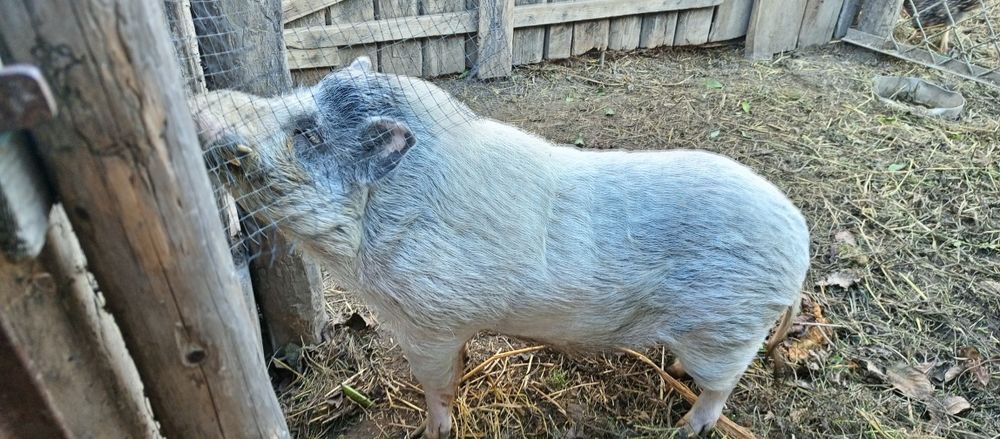 Продаю кабана осеменітеля корея-вєтнамский.