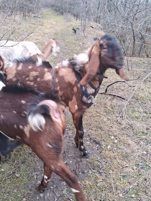 Коза Козел Цап Нубо-Каморі 50% Камори