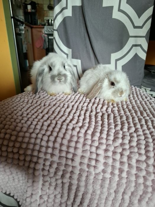 Sprzedam króliczki miniaturki mini lop