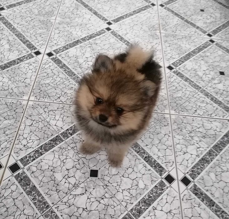 Sprzedam Szpic Miniaturowy Pomeranian