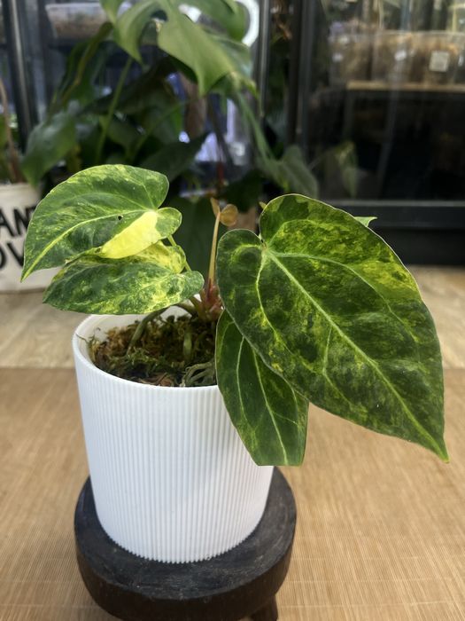 Anthurium Papillilaminum variegata