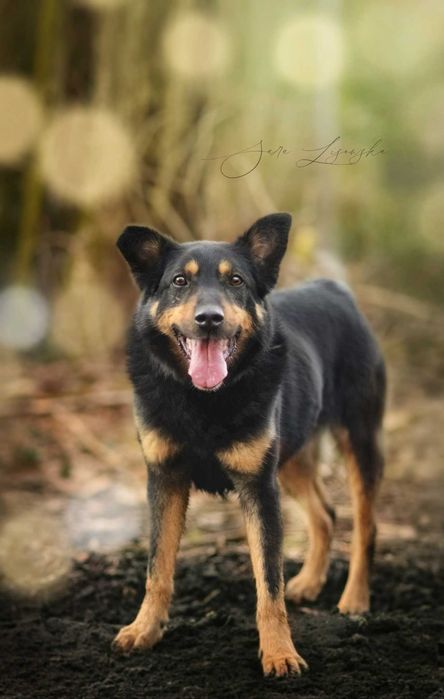 Maczo- prawie 8 lat w schronisku