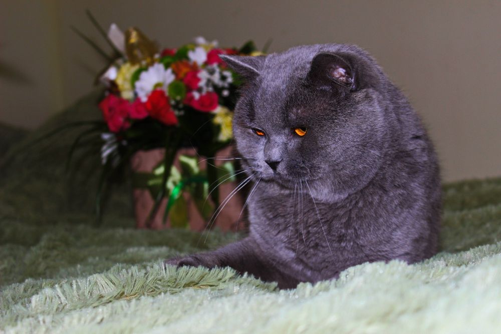 Супер фолд хлопчик і дівчинка Акція