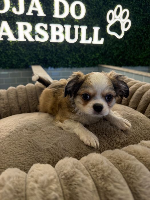 Chihuahua pelo comprido