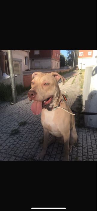 ADOÇÃO RESPONSÁVEL — Patudo com perfil especial