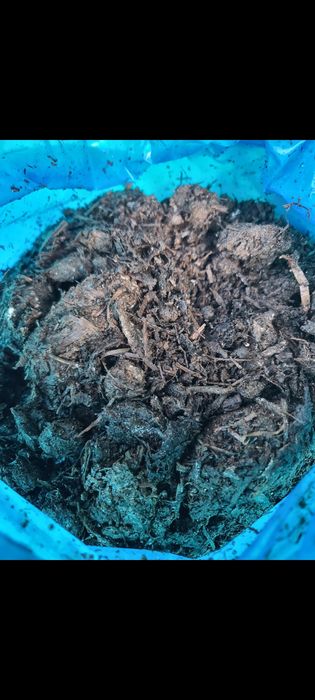 Obornik Bydlecy Krowiak Transport