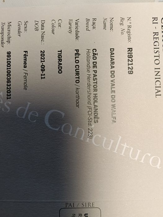 Pastor holandês cachorro