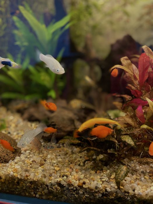 Акваріумні рибки