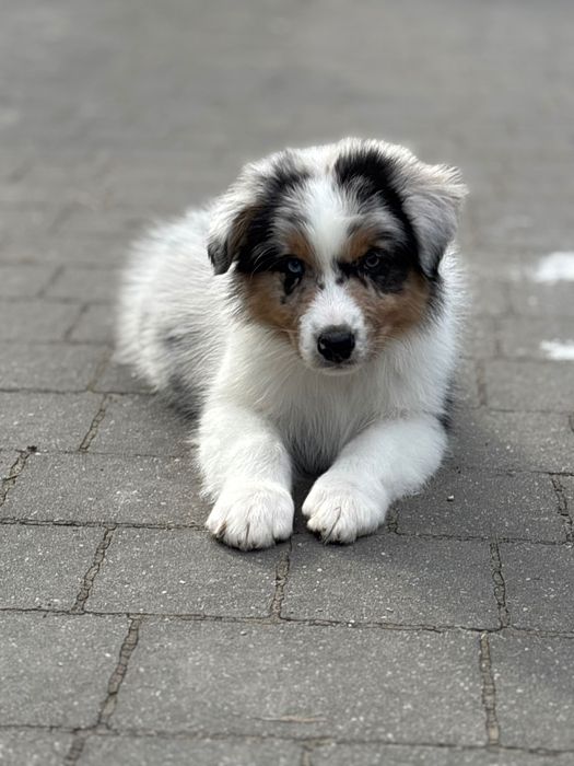 Owczarek australijski Aussie chłopiec