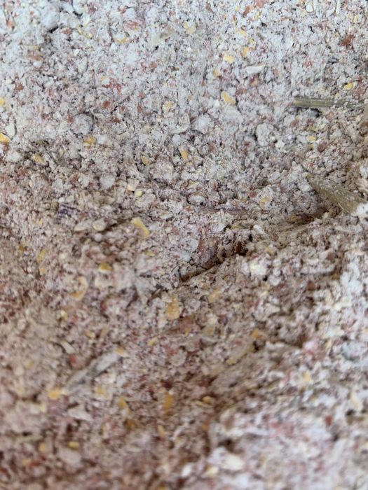 Продамо кукурудзу, мучка, січка кукурудзянна