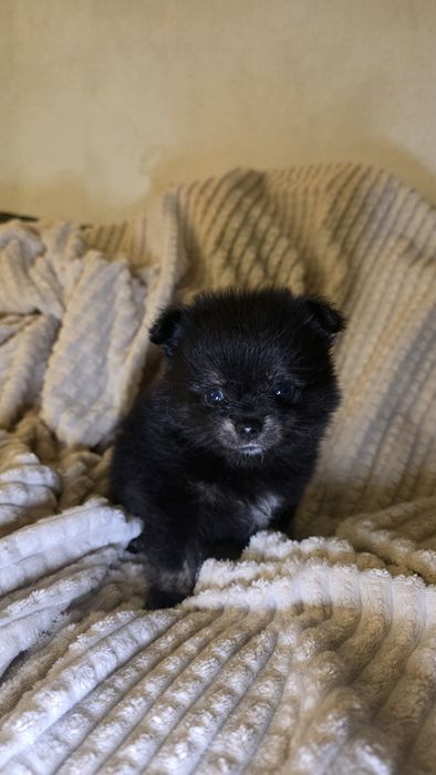 Spitz Anão Macho