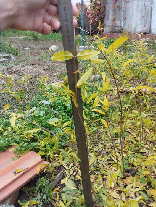 Продам  саженцы сортового граната